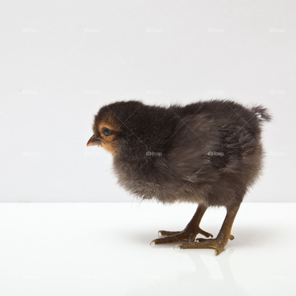 Close-up of chick against white background