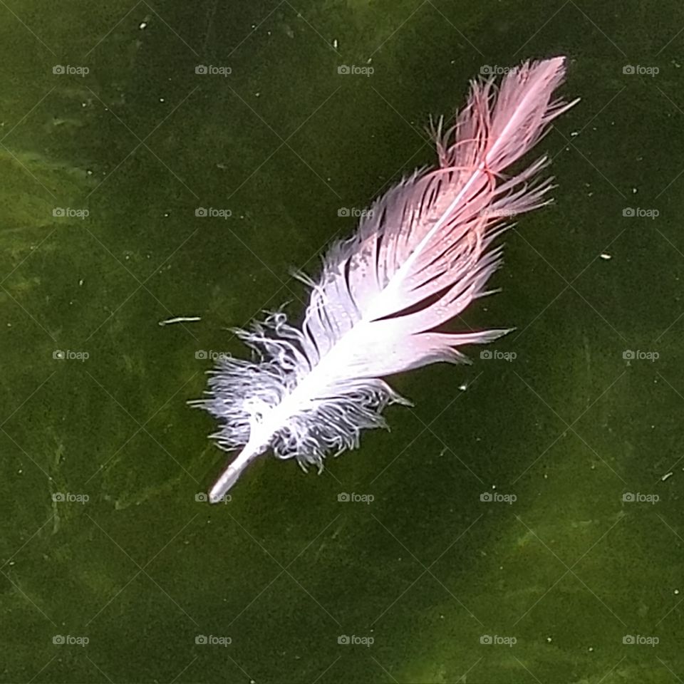 flamingo feather