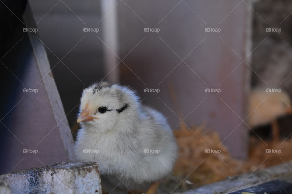 Baby Chick