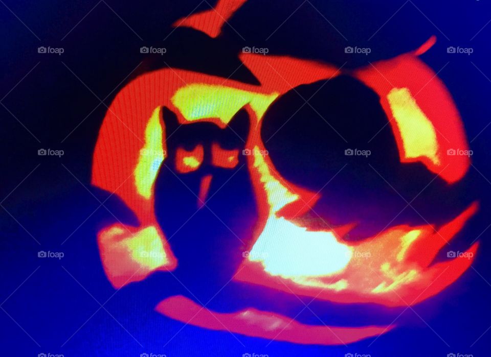 Owl in the dark then glowing with light.