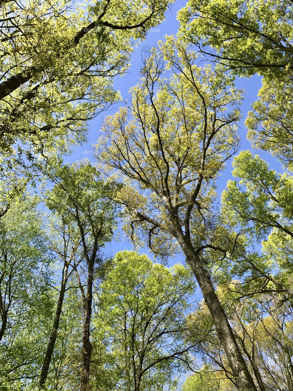Spring in the Great Dismal Swamp
