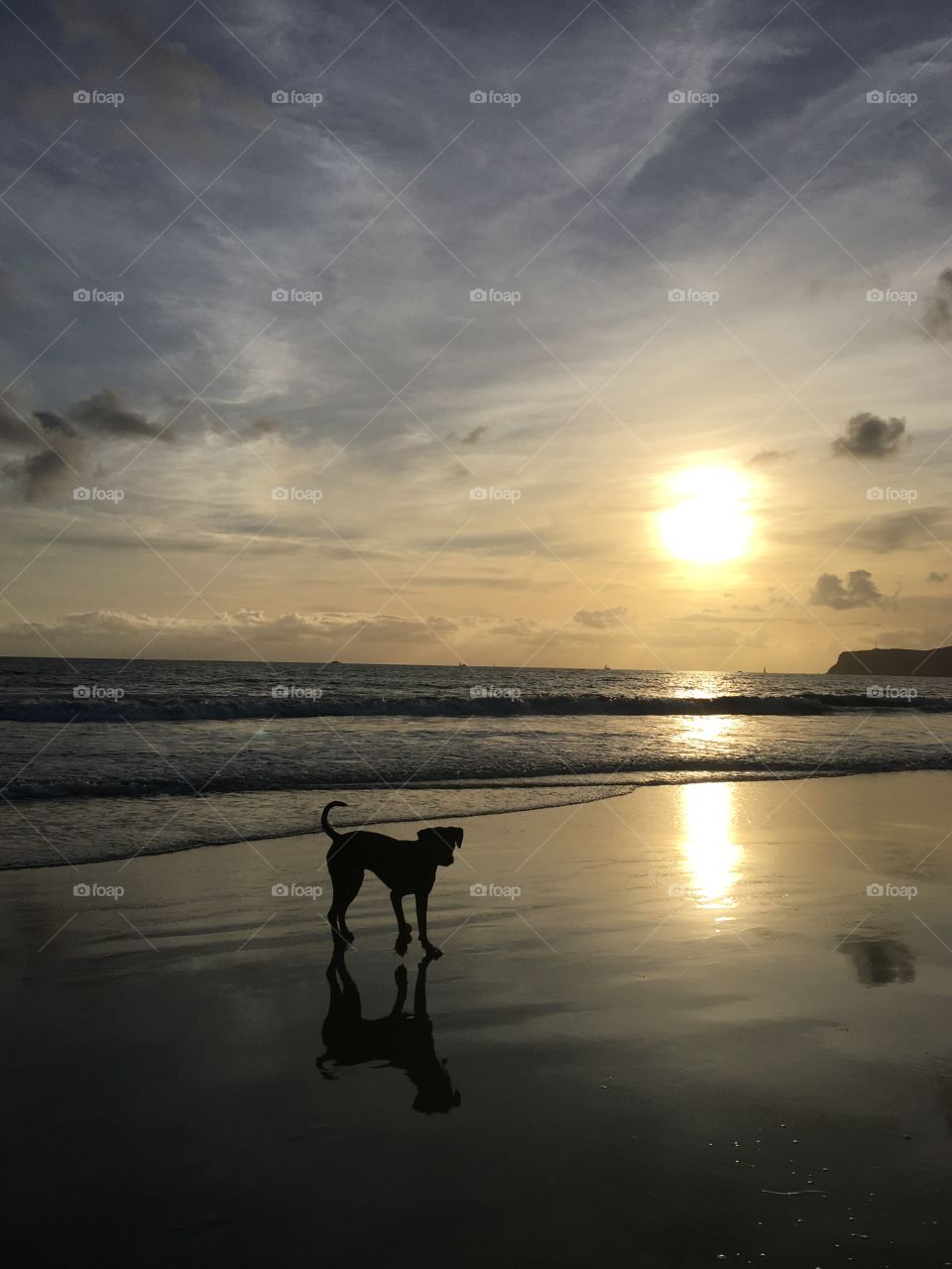Dog playing on the beach at sunset. 