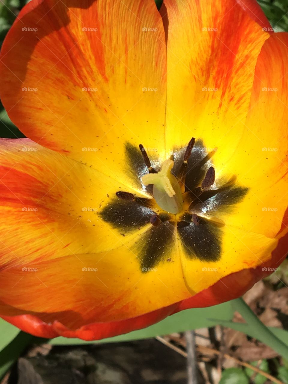 Yellow & orange tulip face