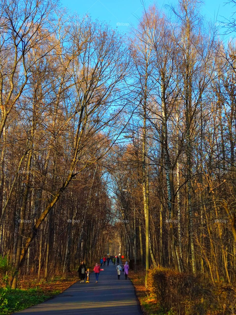 Late fall. An asphalt road with trees on the sides. The sun's rays fall on the autumn leaves that lie on the ground. Blue sky. People walk calmly in the park