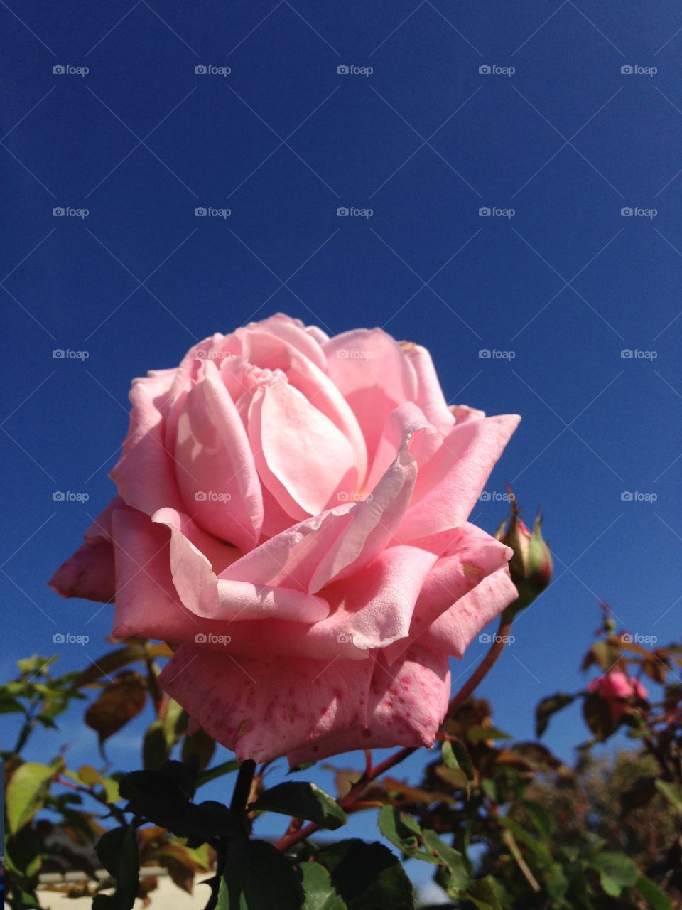 Close up of a pink rose against bright blue sky, rose buds in background, cultivated flower