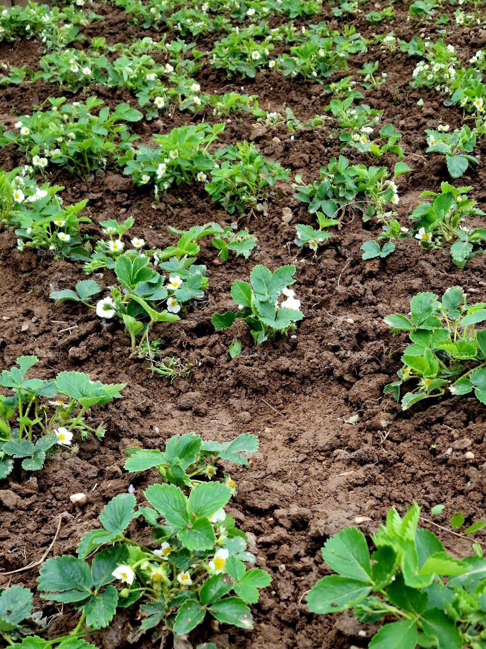 strawberry plants