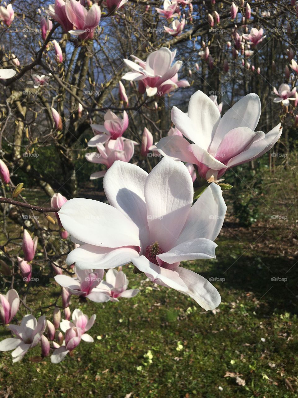 Magnolia flowers