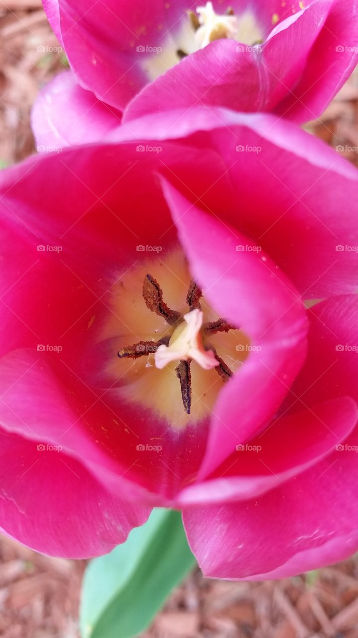 pink tulip. A pink tulip in my garden, thought the petals came out looking interesting. 