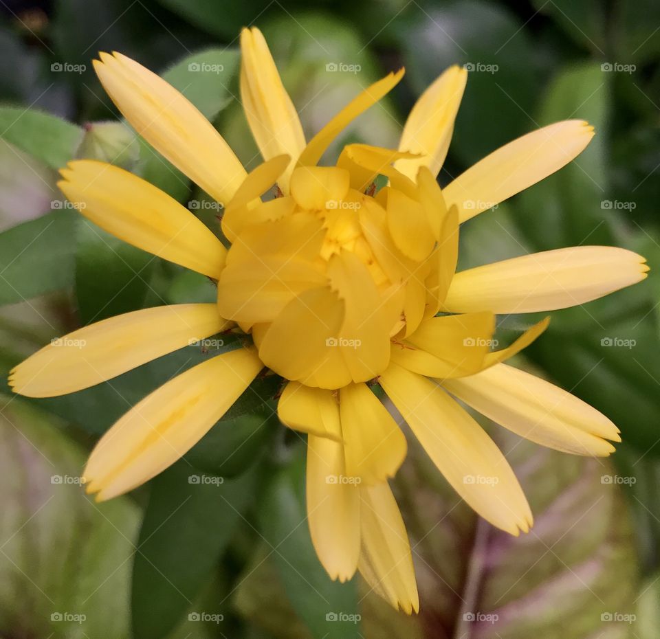 Yellow Flower, yellow, flower, bloom, stem, petals, leaves, garden, indoor, indoor garden, aquaponics, green, light, growing, pretty, fragile, beautiful, nature, inside, one, calendula, herb