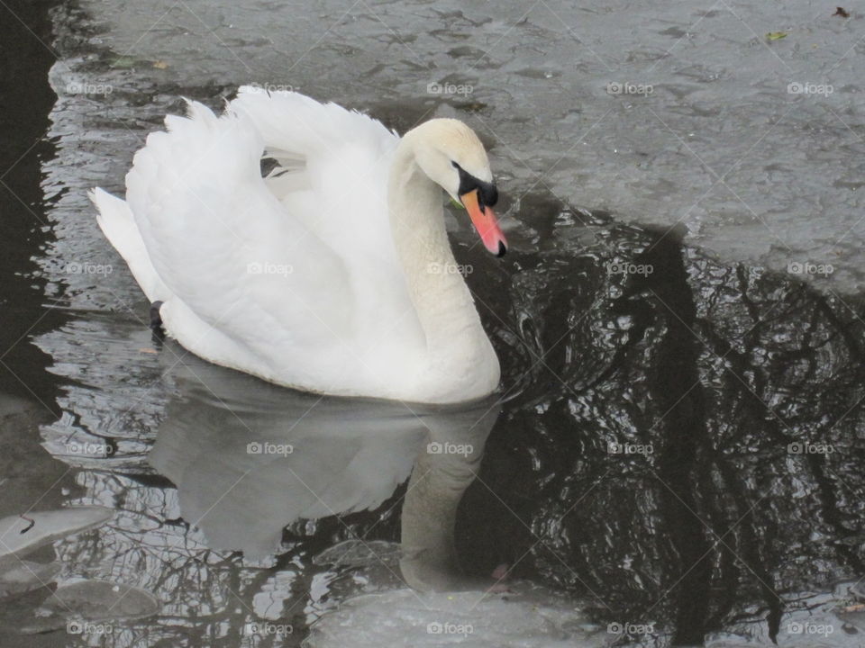 Swan In Winter