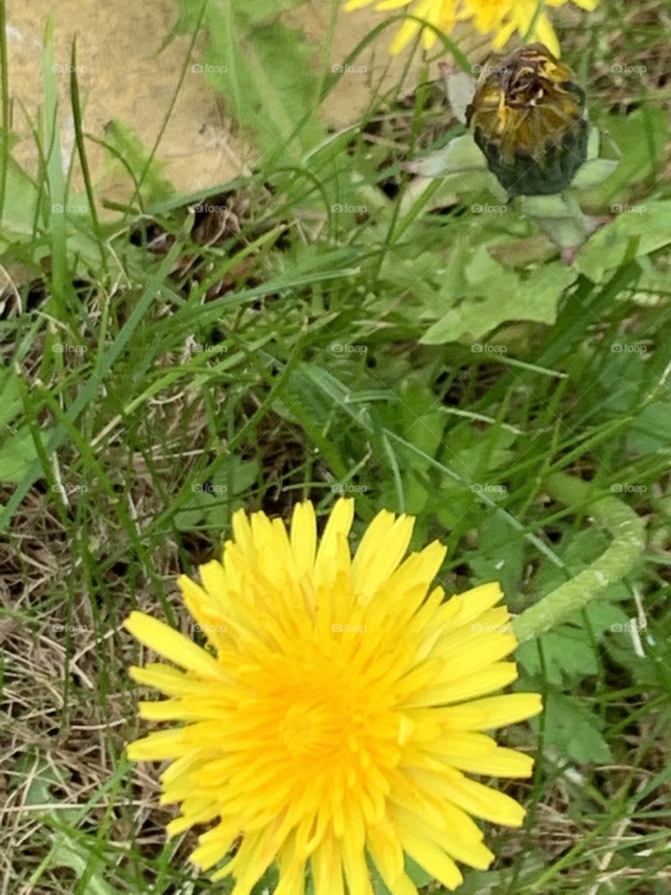 Dandelion pair