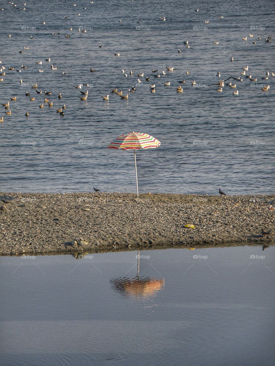 Flock of birds with beach umbrella