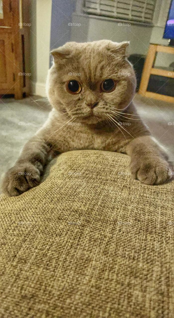Curious Scottish Fold cat