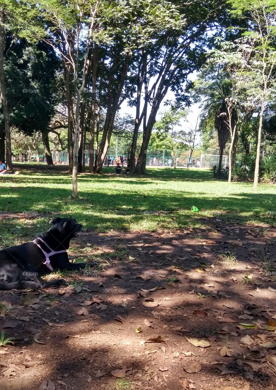 Cão descansando no parque - Dog resting at the park