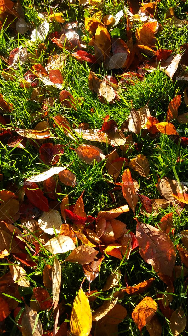 leaves in the grass