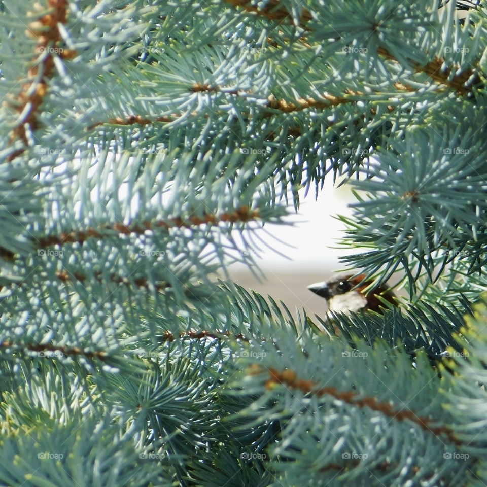 A bird through a hole in a tree.