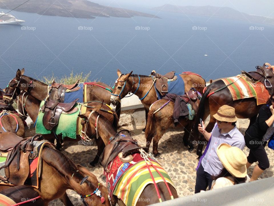 Mules of Santorini