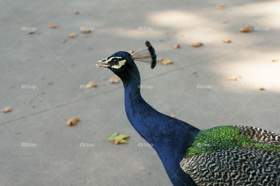 A peacock strolling outside the Barcelona Zoo. The peacock is super colorful and beautiful. It never opened its tail.