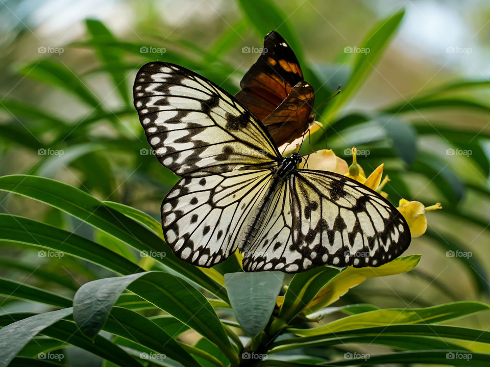 Tree nymph butterfly and a moth