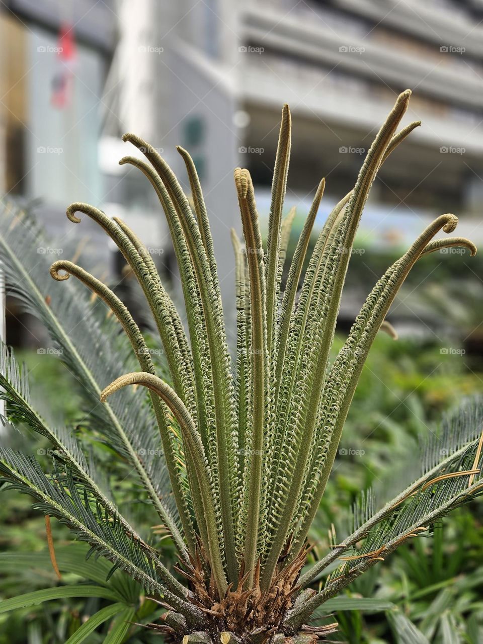 Plants along Admiralty Hong Kong