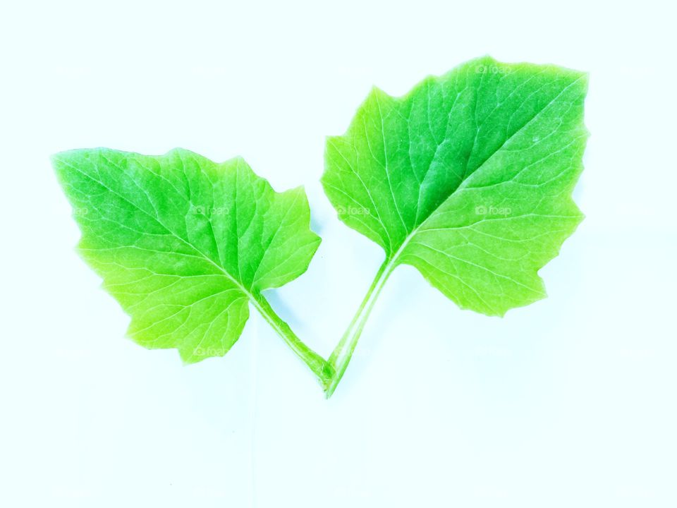 Leaf fresh with green color with white background