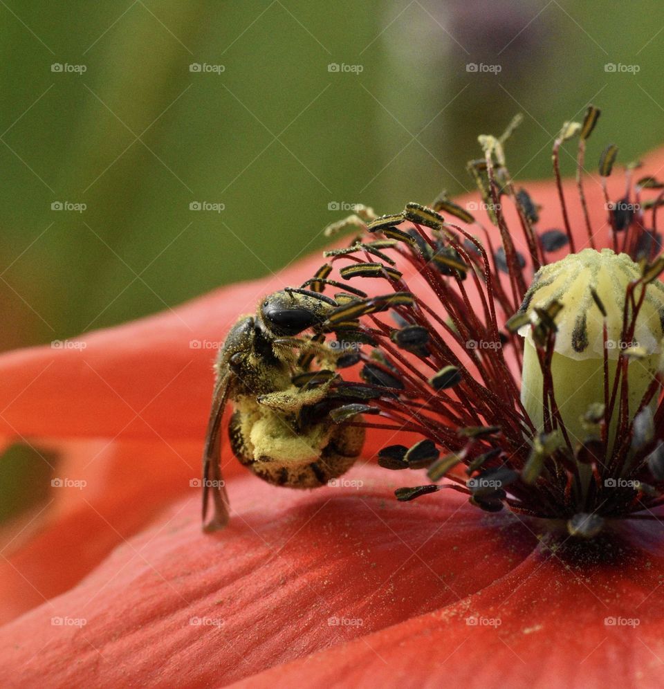 Bee collect pollen from poppy flower in spring 