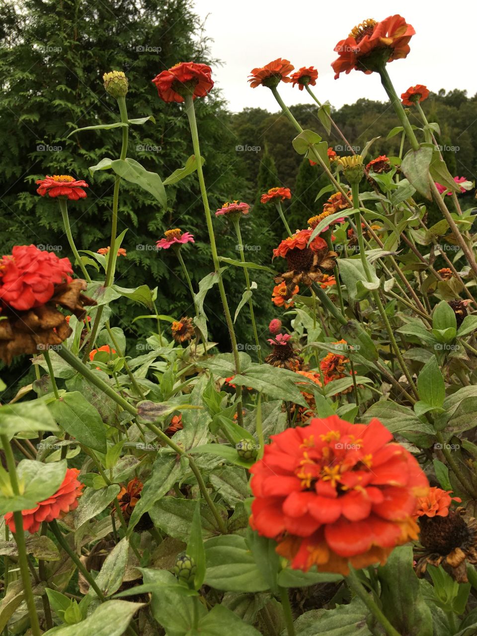 Zinnias