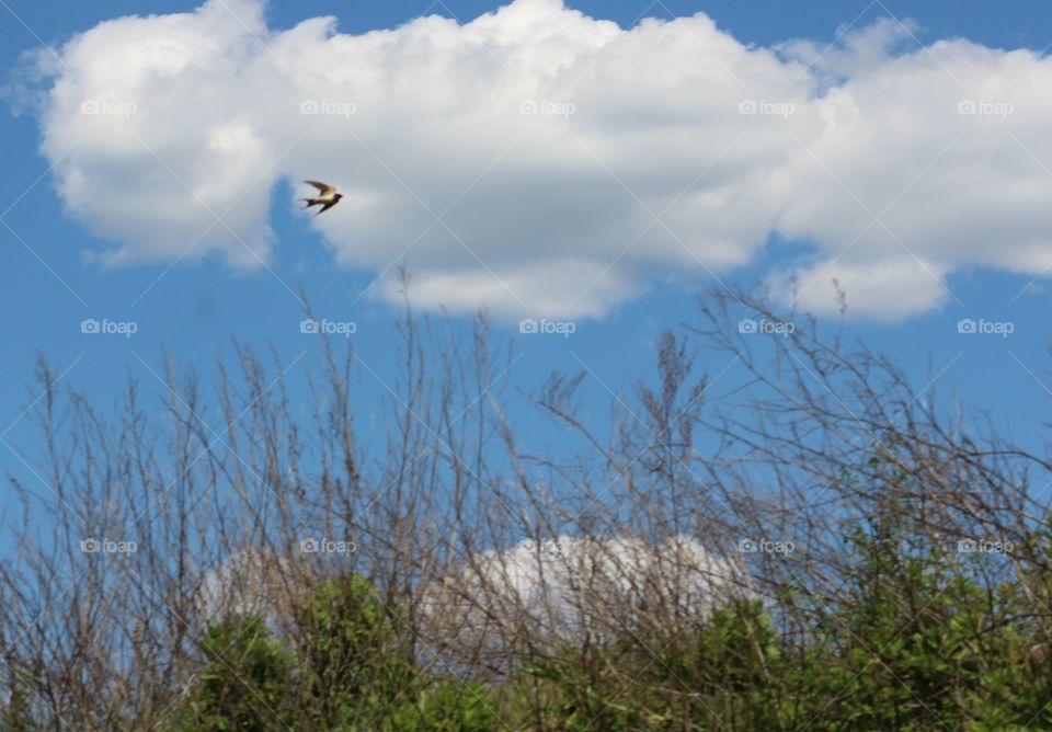 Swallow flies over meadow against bright blue sky with clouds on beautiful May afternoon 