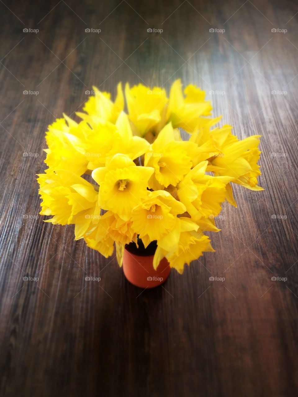 Daffodils