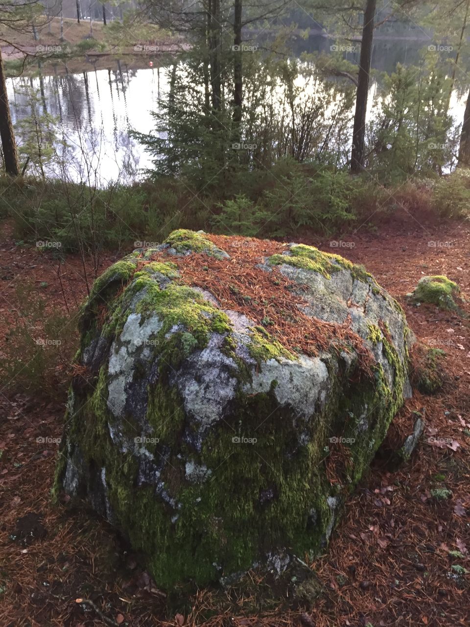 Rock with moss