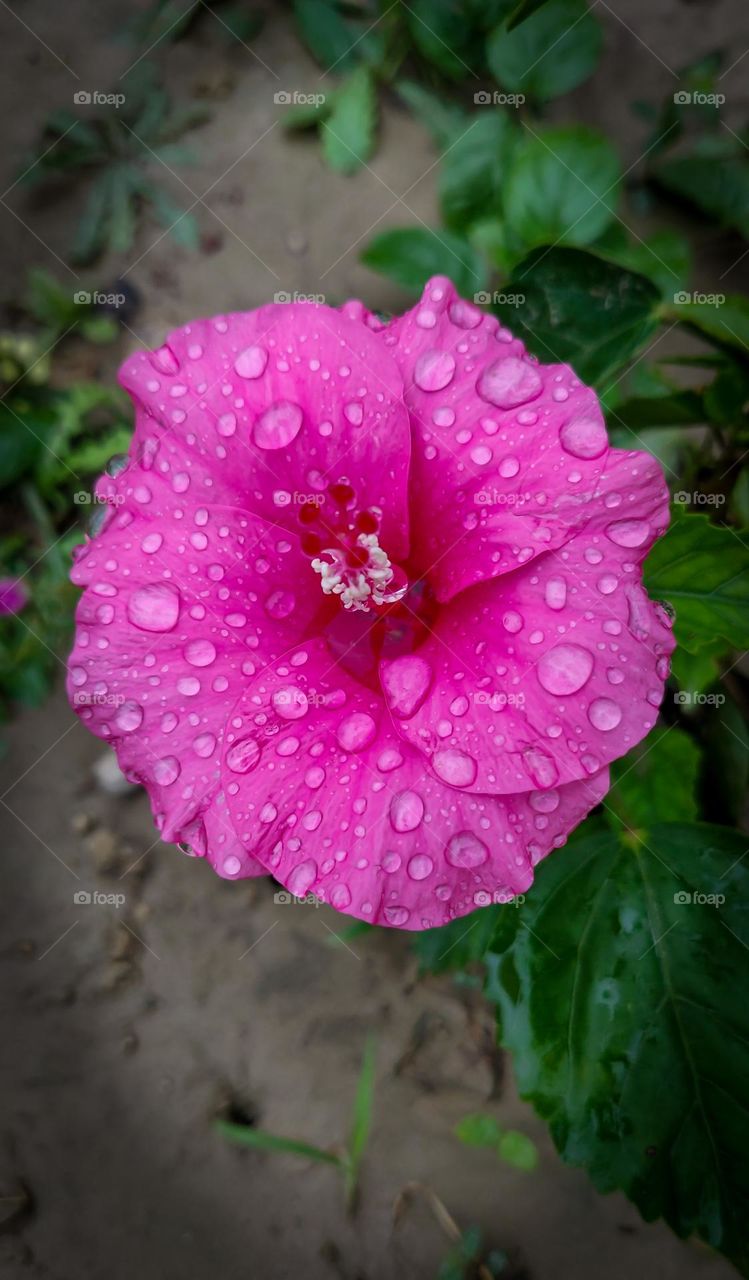 Gudhail flower with water droplets