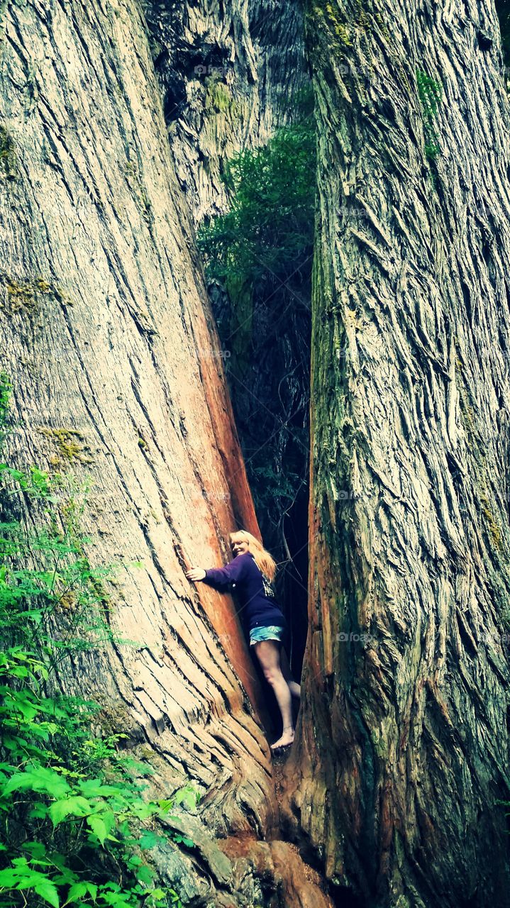 Redwood Tree hug