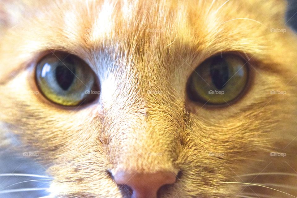 Tabby cat eyes