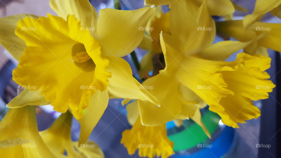 Yellow daffodils blooming in the garden