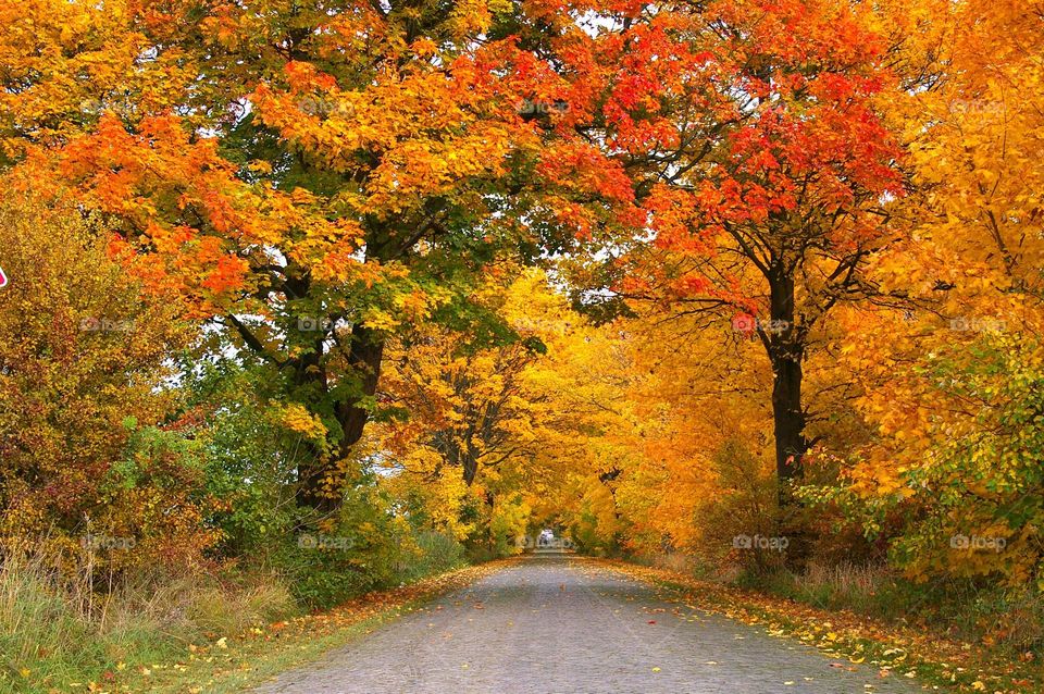Beautiful maple forest