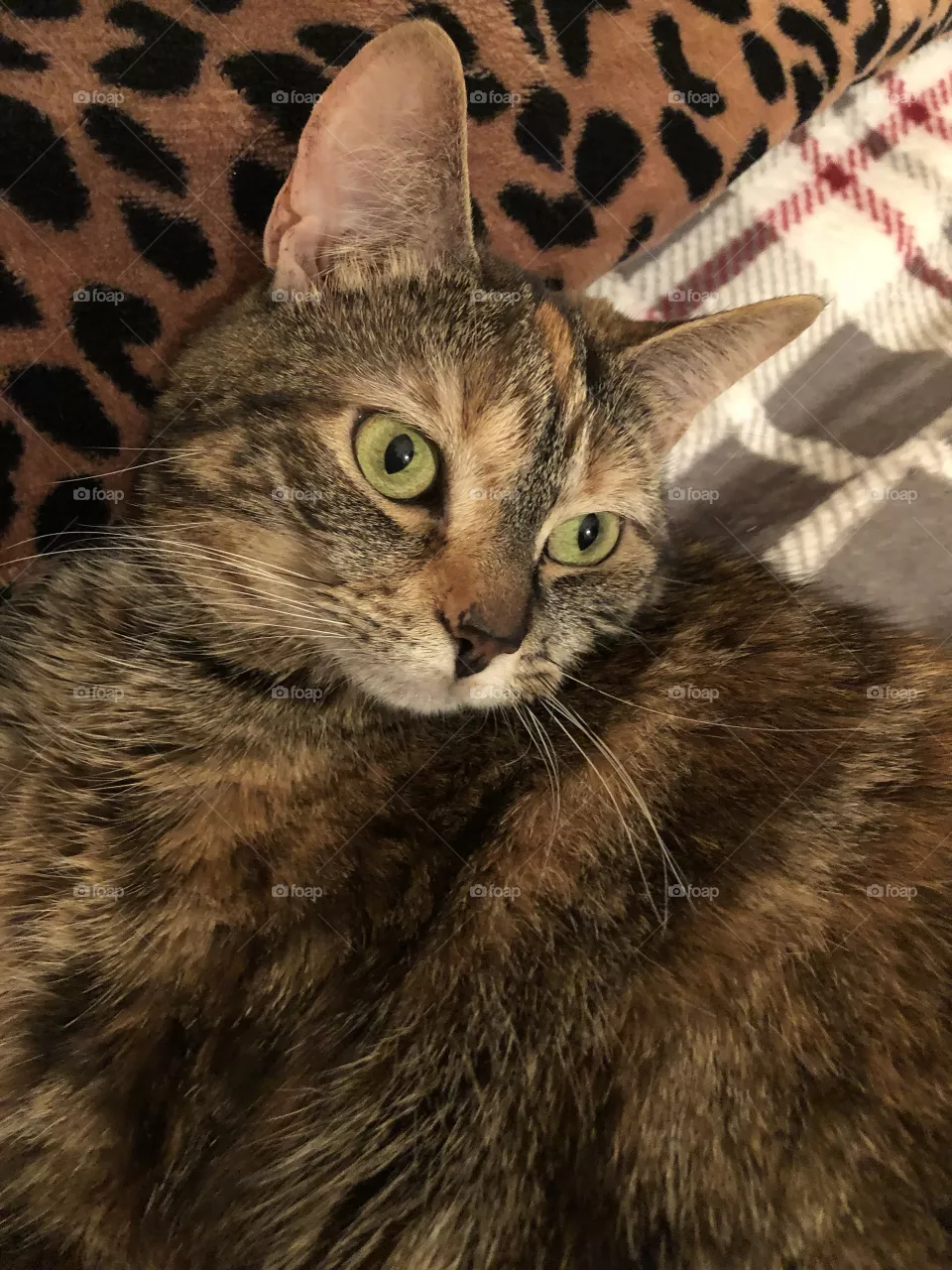 Family pet 