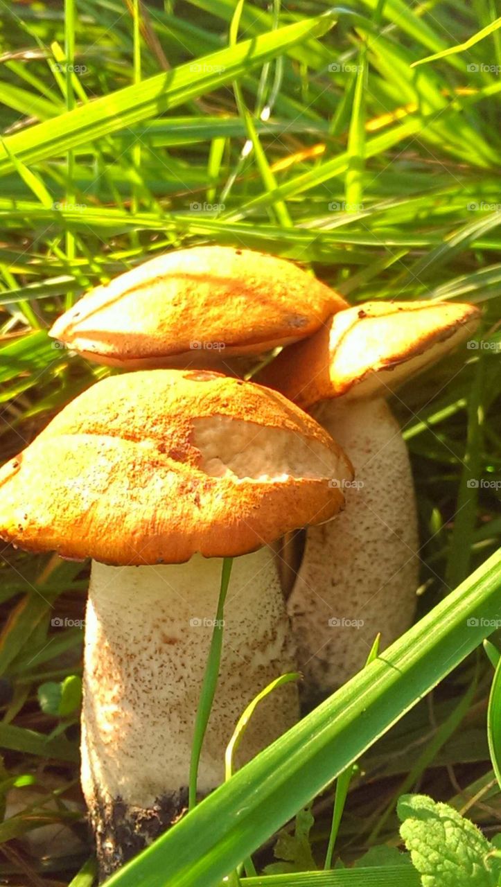 Mushroom, Nature, Fungus, No Person, Grass