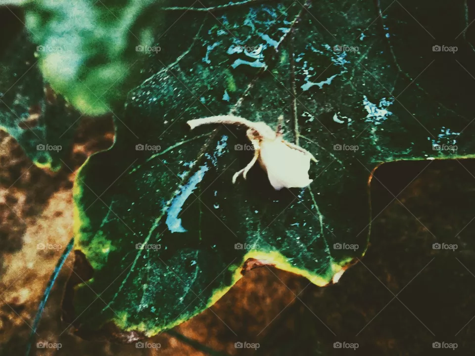 Green leaves