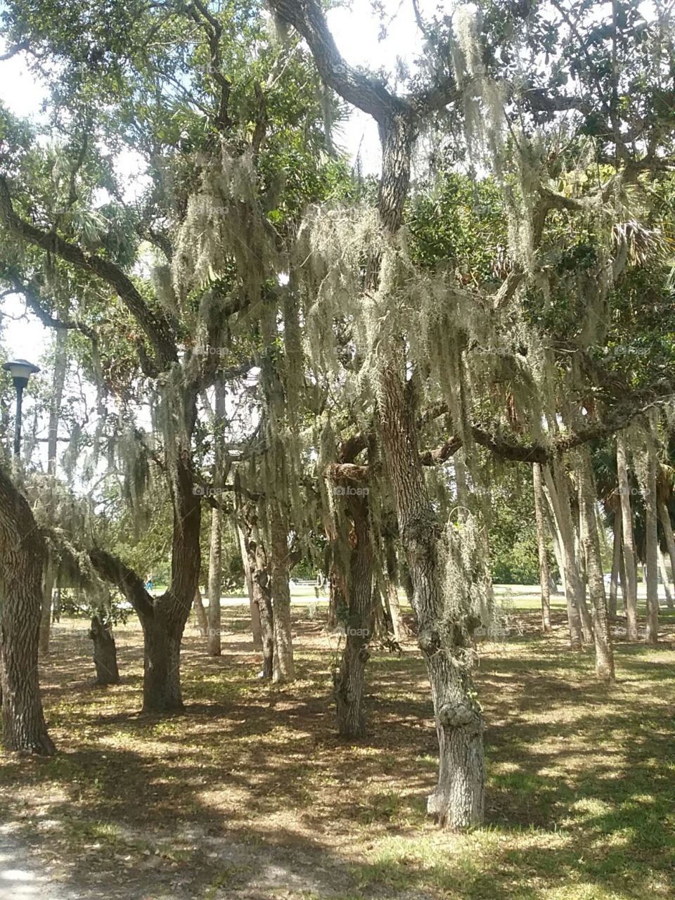 Trees with hanging moss.