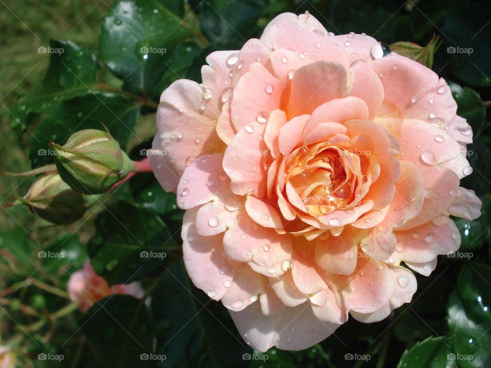 Rose flower after rain