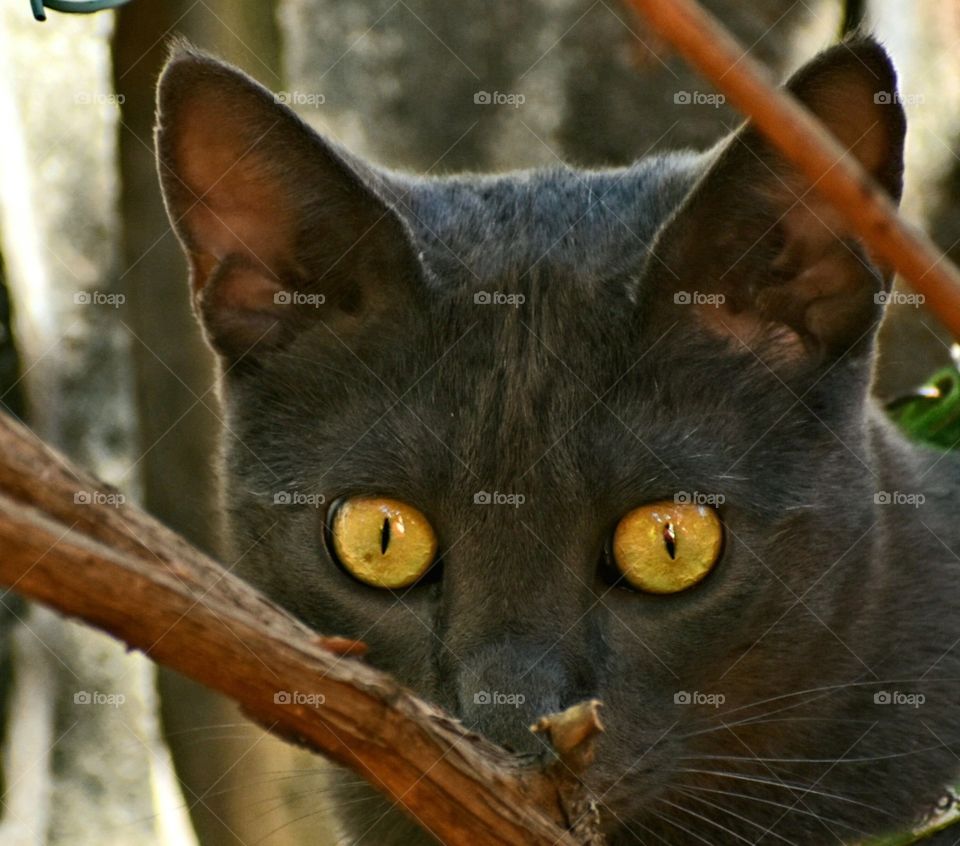 beautiful eyes of my friend