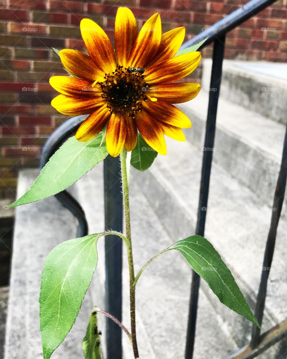 Orange yellow Sunflower bloom by concrete steps 