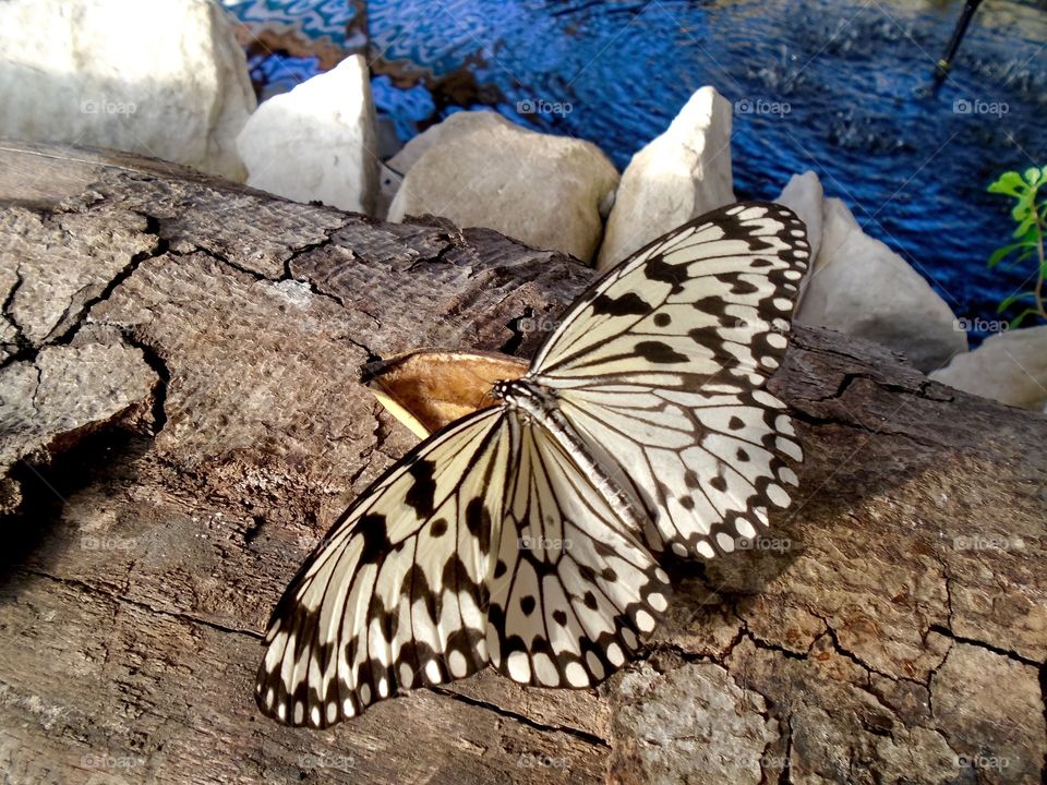 Tropical butterfly sitting near water