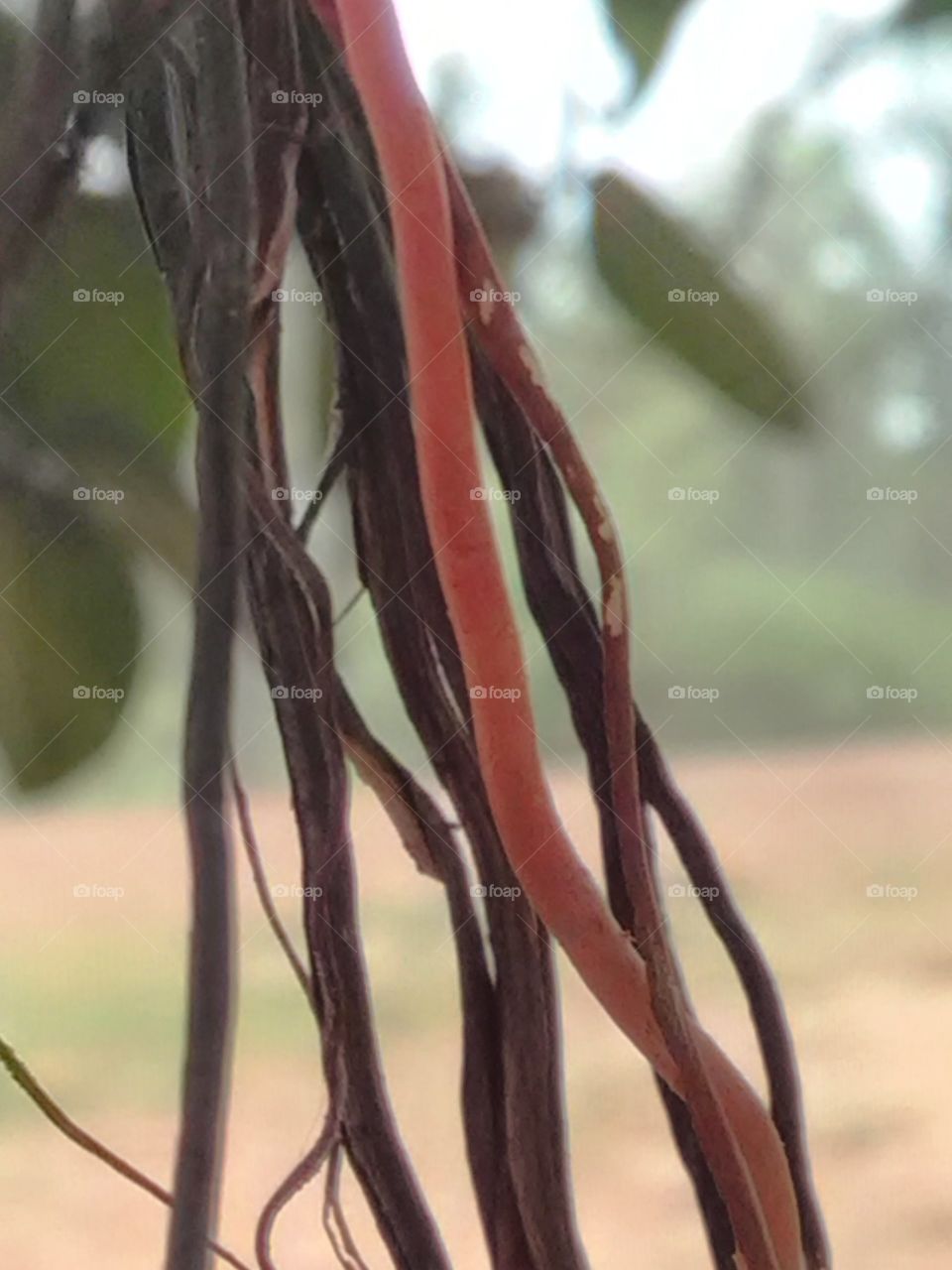 The beautiful root of big banyan tree.