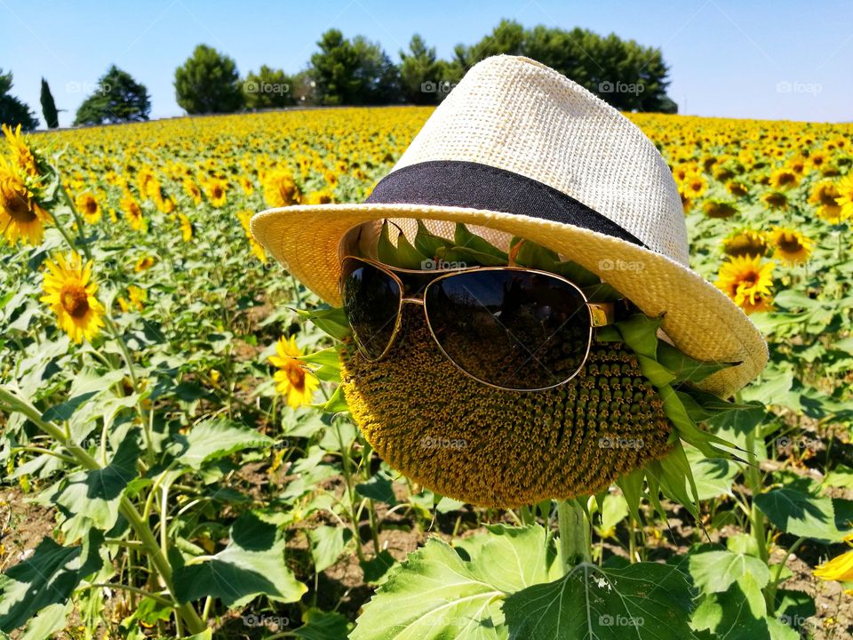 Sunflower with sunglasses and hat