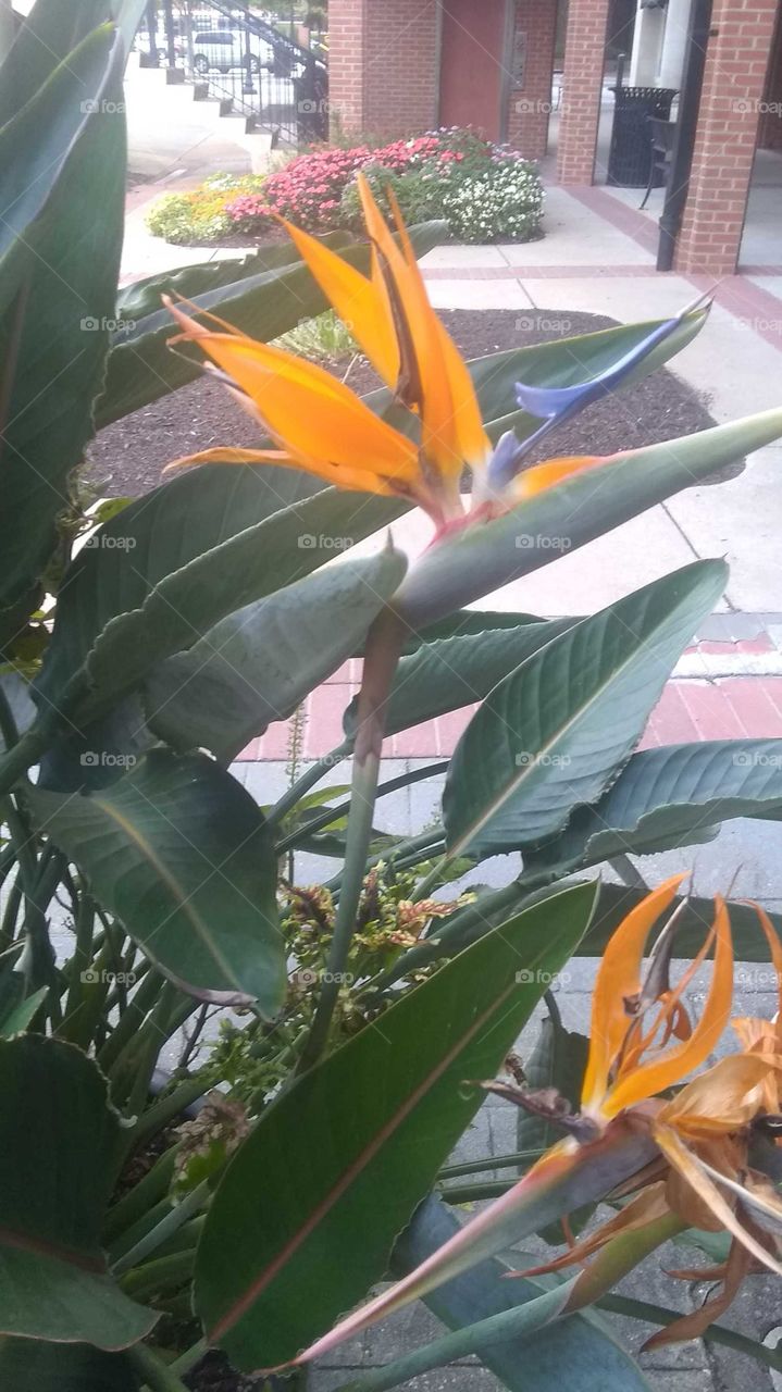 Hummingbird flower