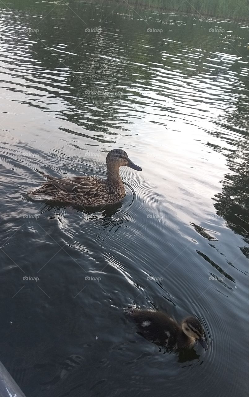 beautiful striped wild duck swims on the river in the city in summer