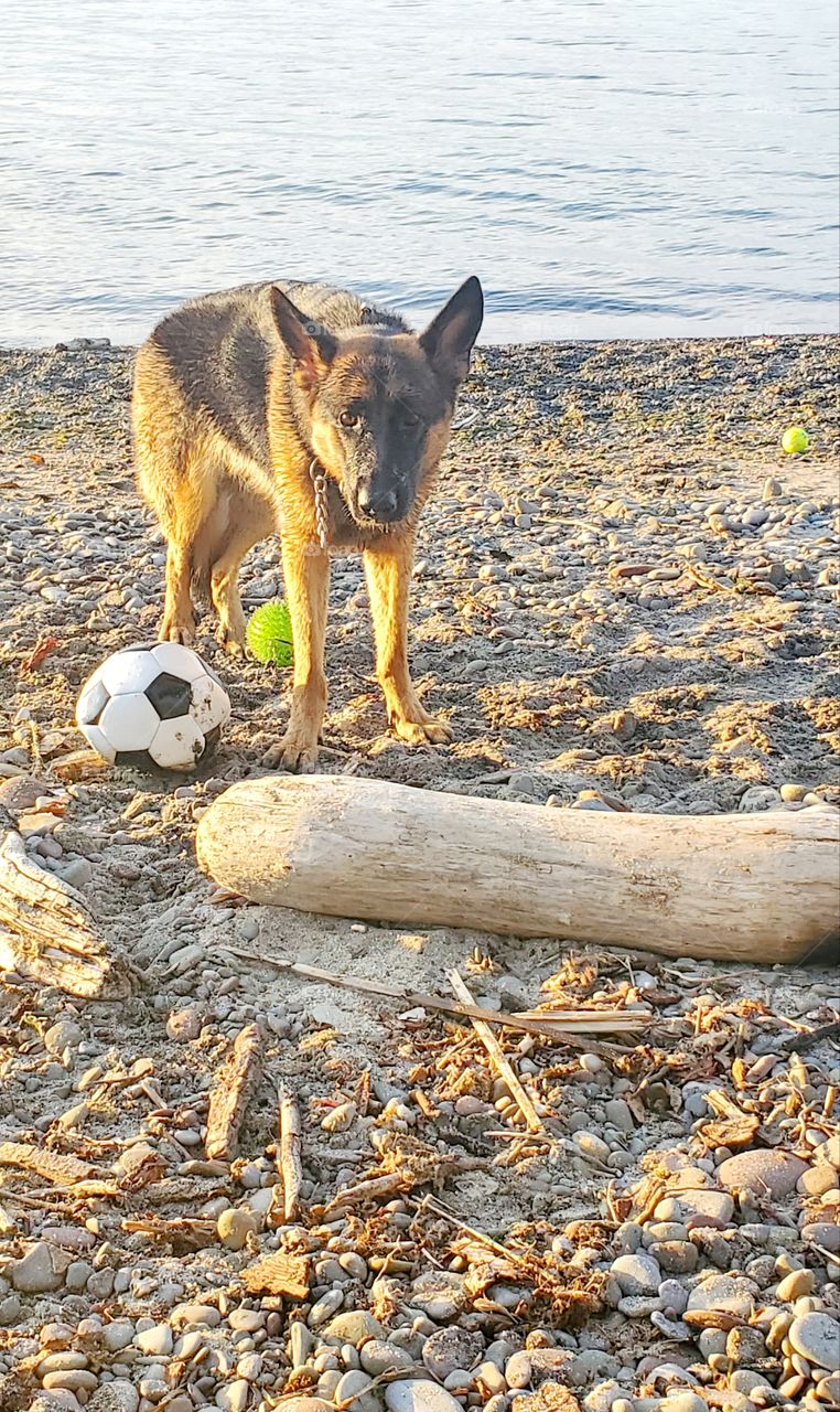 Beach days with my buddy