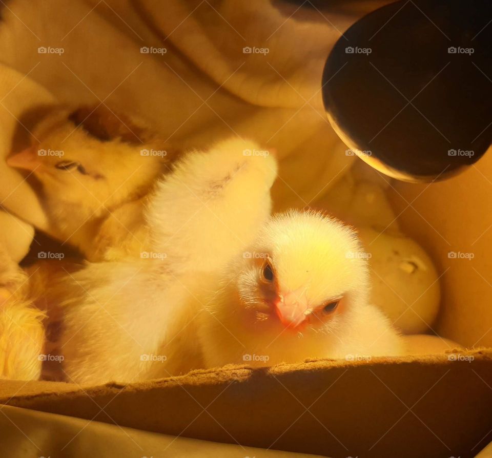 beautiful newborn chicks, one of them very attentive to the photo. curious