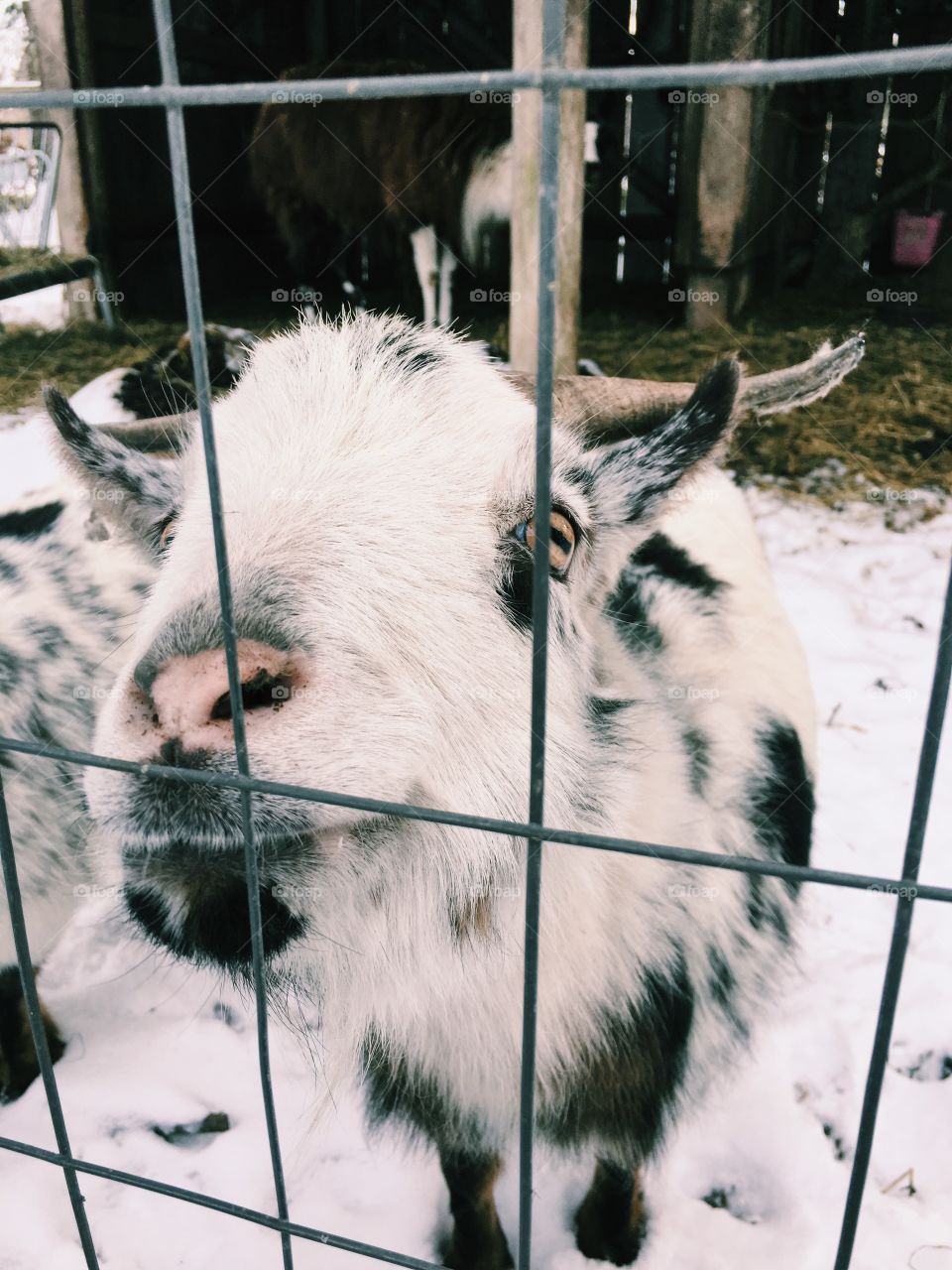 Cute goat in the snow